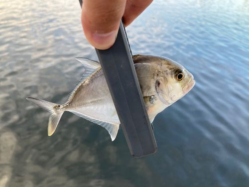 ギンガメアジの釣果