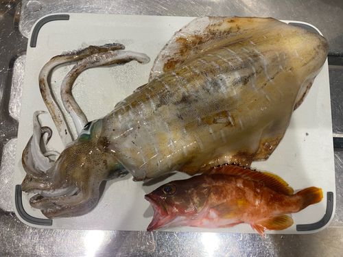 日向灘