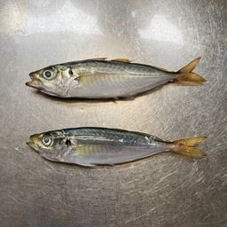 アジ