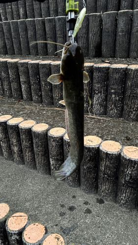 マナマズの釣果