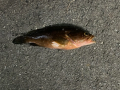 キジハタの釣果