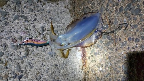 アオリイカの釣果