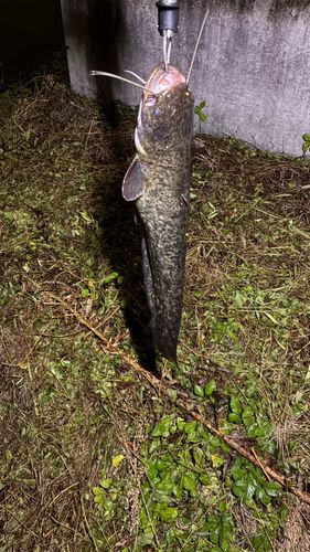 マナマズの釣果