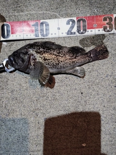 クロソイの釣果
