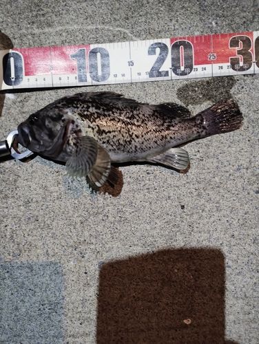 クロソイの釣果