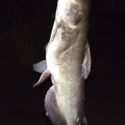 アメリカナマズ