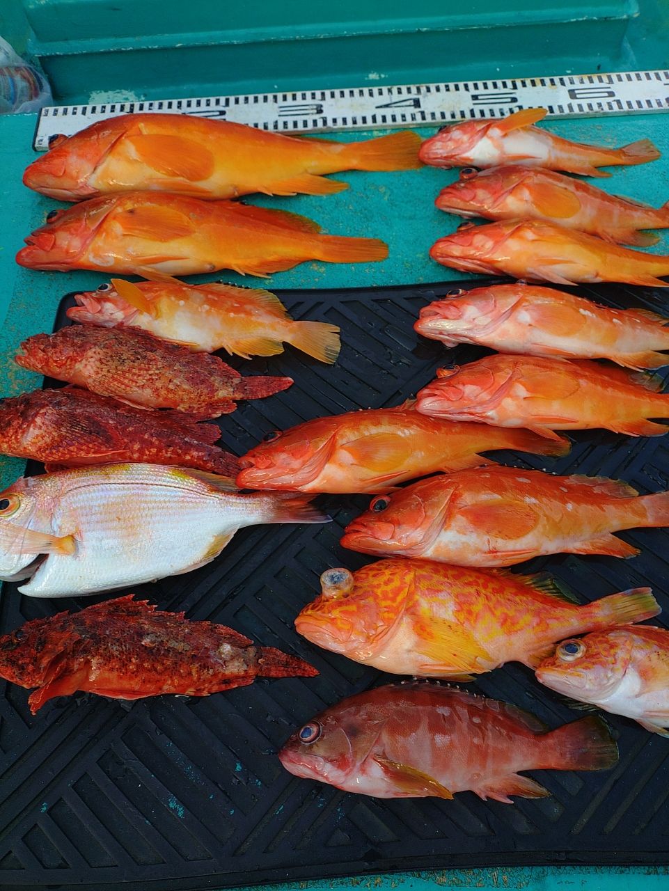 ヒサマルさんの釣果 3枚目の画像