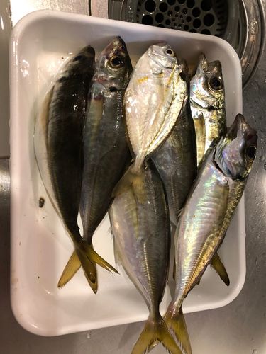 磯子海づり施設