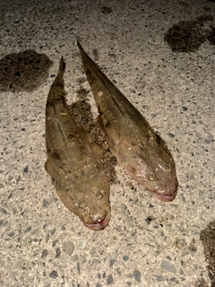マゴチの釣果