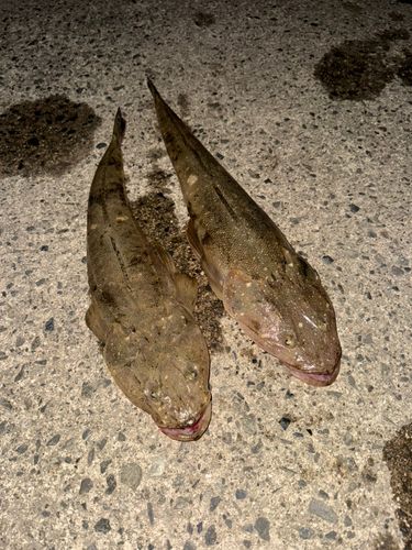 マゴチの釣果