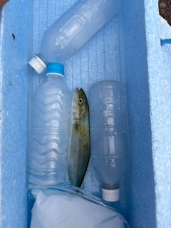 ツバスの釣果