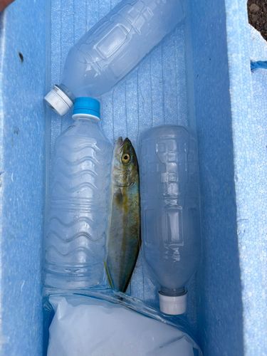 ツバスの釣果