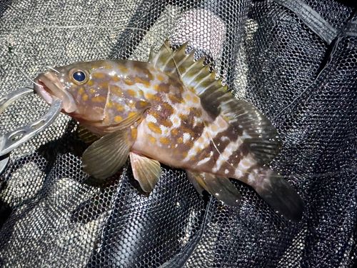 アコウの釣果