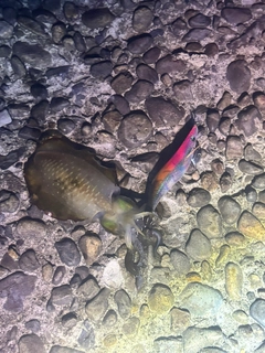釣果