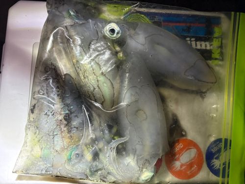 知多湾