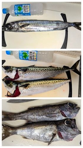 鴨川湾
