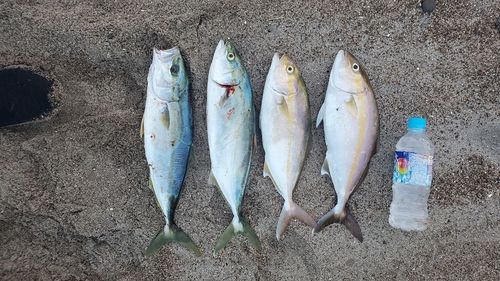 伊良湖サーフ