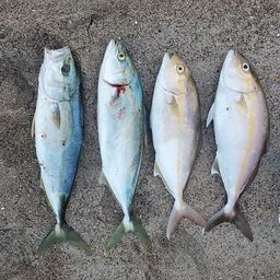 ショゴ
