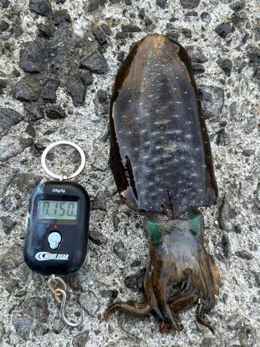 アオリイカの釣果