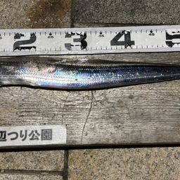 タチウオ