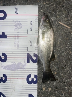フッコ（ヒラスズキ）の釣果