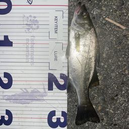 フッコ(ヒラスズキ)