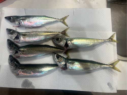 尾鷲湾