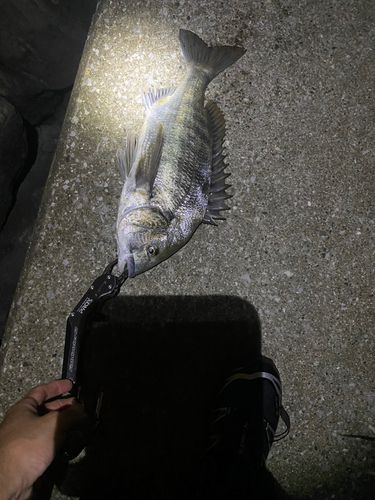 旧江戸川