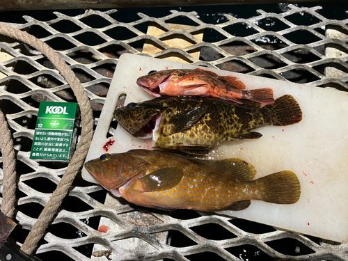 タケノコメバルの釣果