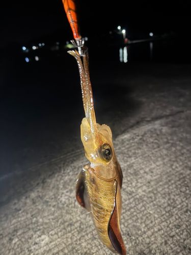 鹿児島湾南部