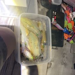 アオリイカ