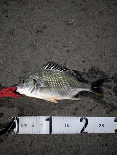 キビレの釣果