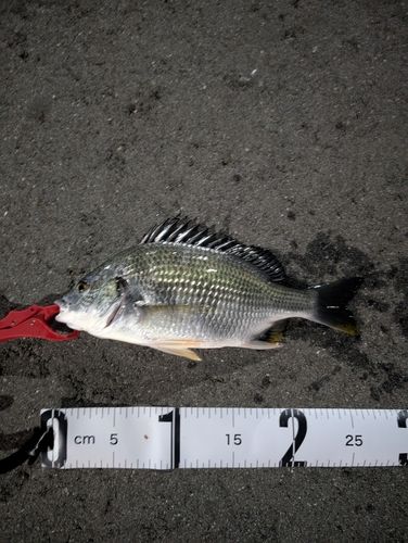 キビレの釣果