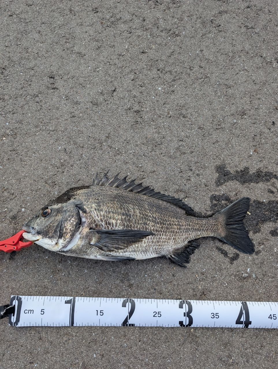 SHIMANO - 【釣坊&#39;s】シマノ　20ソアレ　エクスチューン　S64UL＋S シマノ 20 ソアレ エクスチューン S64UL+-S(Sic) 【大型商品1