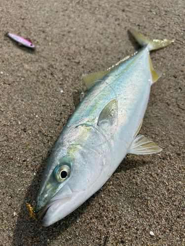 伊良湖サーフ
