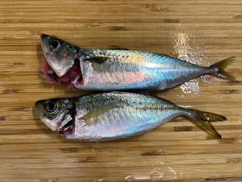 本牧海づり施設