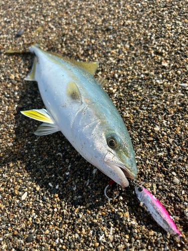 ワカシの釣果