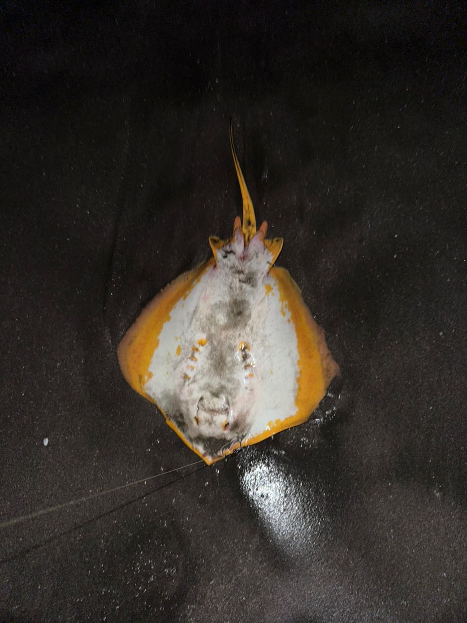 アカエイ