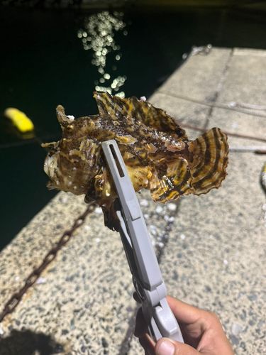 神湊漁港