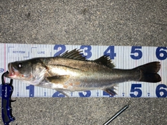 シーバスの釣果