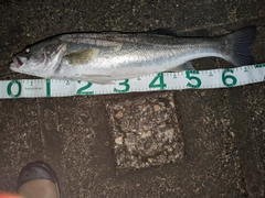 シーバスの釣果