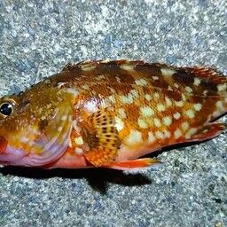 カサゴ