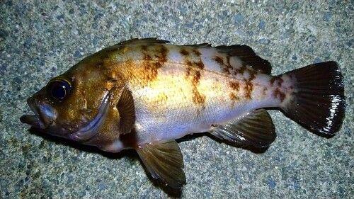 メバルの釣果