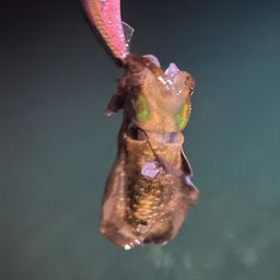 アオリイカ