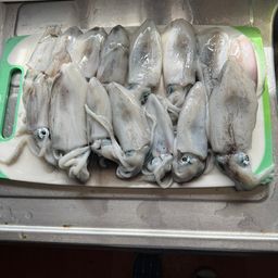 アオリイカ