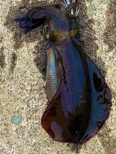 アオリイカの釣果