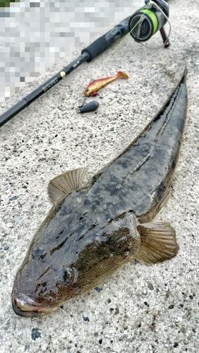 伊勢湾湾奥