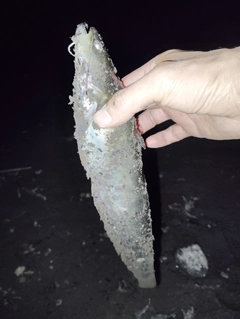 ナマズの釣果