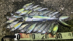 マアジの釣果