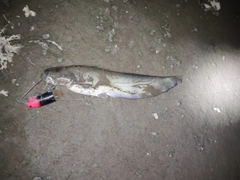 ナマズの釣果